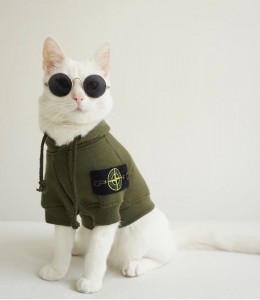 Создать мем: кот в одежде, zappa - модель кошка,, кот в стон айленд