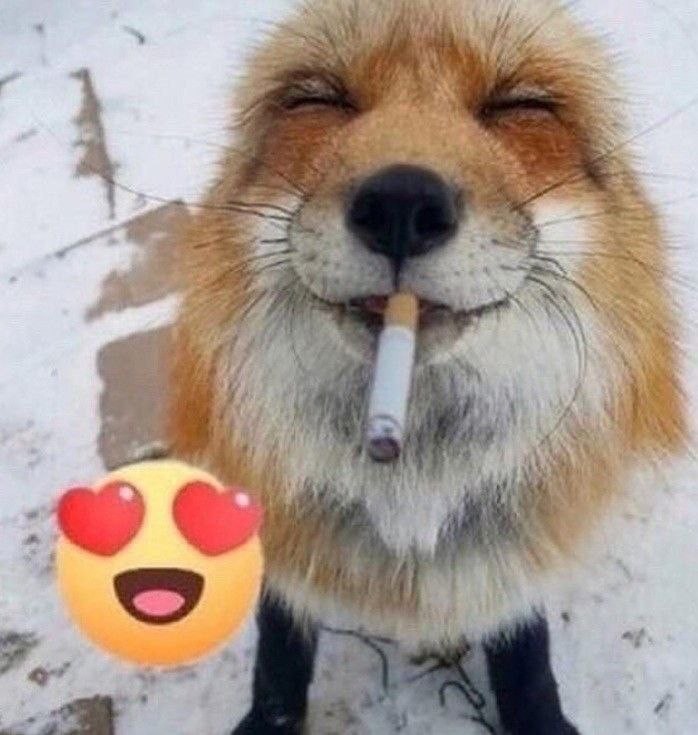 Create meme: Fox funny, happy Fox , Fox