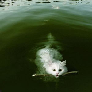 Create meme: Turkish van photo cotat water swamps, white cat the water, the Turkish van is swimming