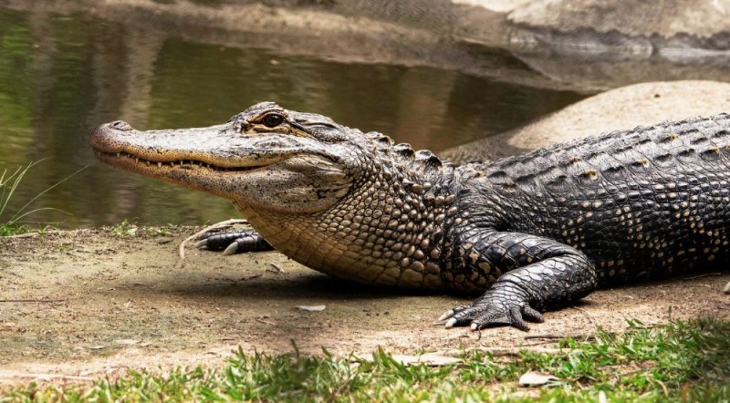 Create meme: alligator and crocodile, crocodile , crocodile caiman alligator