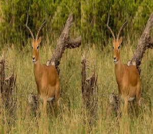 Create meme: african antelope, antelope, antelope Duiker African