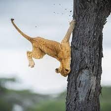 Create meme: the lion's tail, A lion cub on a tree, funny animals 