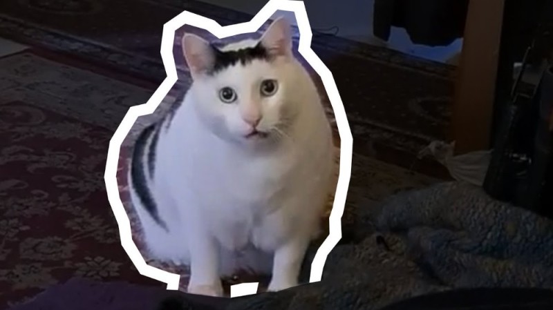 Create meme: meme cat , meme cat , the cat from the meme