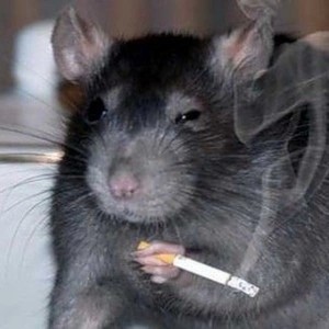 Create meme: rat, rat with cigarette meme, a rat with a cigarette