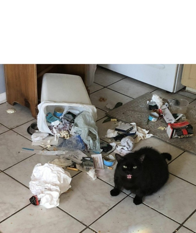 Создать мем: кошки и беспорядок в доме, кошка, кот в мусорке