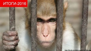 Create meme: prison, monkey