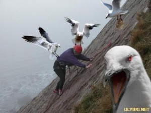 Создать мем: чайка птица, чайки нападают, чайки атакуют