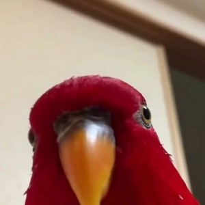 Create meme: red parrot