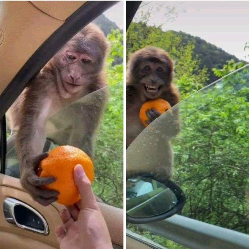 Создать мем: обезьянки, обезьяна с апельсином мем, мемы с обезьянами