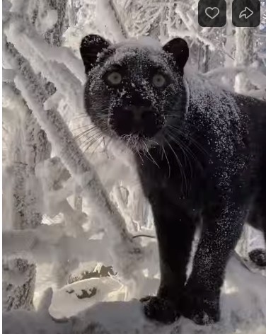 Create meme: black panther jaguar, Panther , black Jaguar
