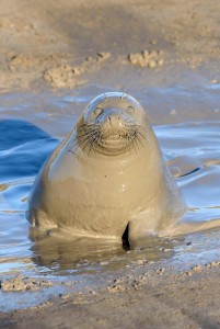 Создать мем: тюлень в грязи, тюлень на солнышке, тюлень на солнышке фото