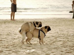 Создать мем: спаривание собак, фотки мопсов на море, мопс на пляже