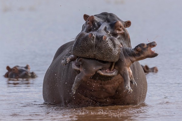 Create meme: animals Hippo, common Hippo, Hippo 