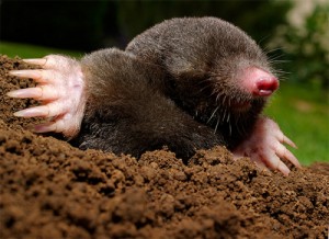 Create meme: the mole control, moles, from moles