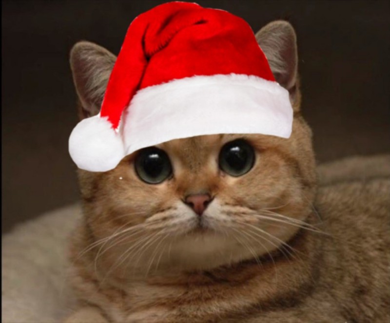 Create meme: cat 184px, New Year's kote, cat 