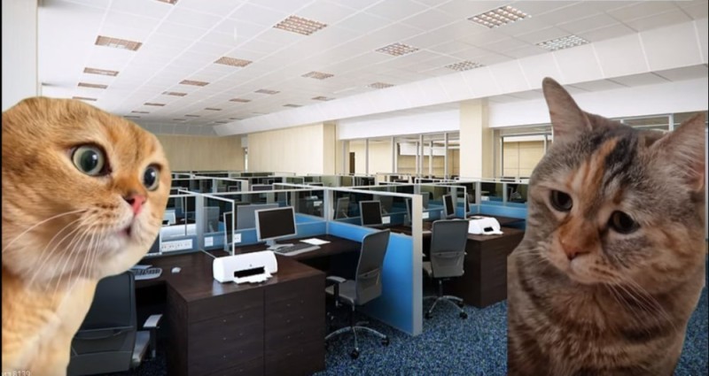 Create meme: cats in the office, cats are working in the office, cat 