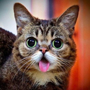 Create meme: cute cats, cat love, cat