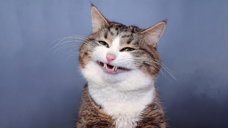 Create meme: the smile of the cat , happy cat , laughing cat 