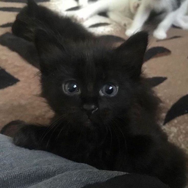 Создать мем: черный британский котенок, черный кот, кошка