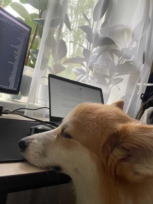 Create meme: the dog at the computer, dog , dog at work