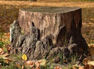 Create meme: old stump, tree stump, stump of a tree