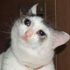 Create meme: cat, crying cat meme, the cat is crying