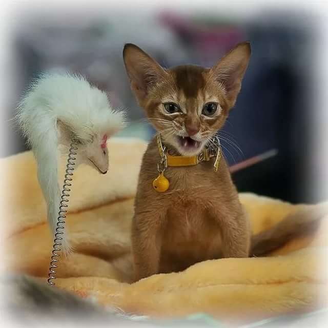 Кошки Приколы Фото С Надписями