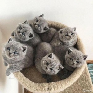 Create meme: British Shorthair, kittens of the British breed, kittens British Shorthair