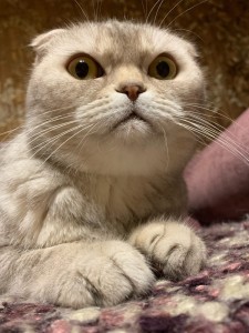 Create meme: lop-eared, Scottish fold cat
