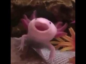 Create meme: axolotl, the axolotl