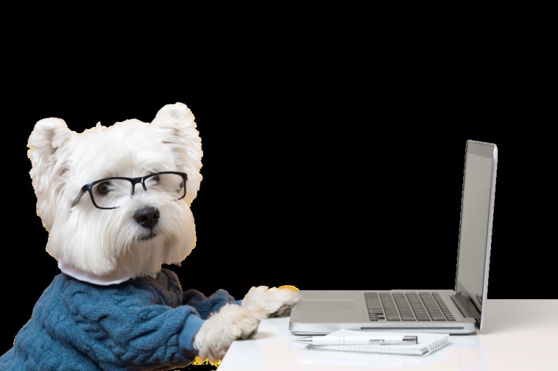 Create meme: business , cute little dogs, popular dog breeds