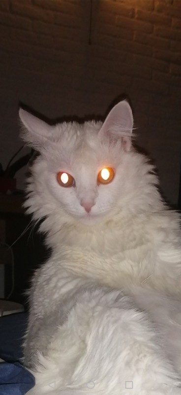 Создать мем: котик, белый кот маркиз, анатолийская кошка