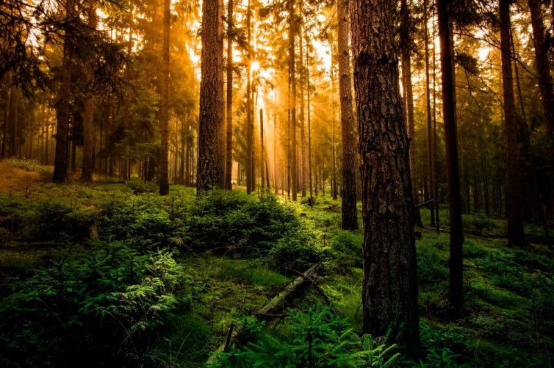 Create meme: the forest is beautiful, nature forest , beautiful nature forest