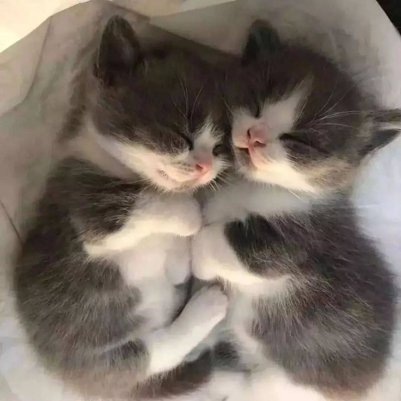 Создать мем: милые котики, котята спят вместе, котята милые