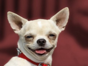 Create meme: Chihuahua dog, Chihuahua, evil Chihuahua