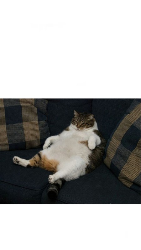 Создать мем: толстый котик, жирный ленивый кот, жирный кот