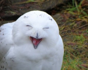 Create meme: Funny owl