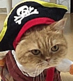 Создать мем: коты пираты, кот в костюме пирата, котики в костюмах