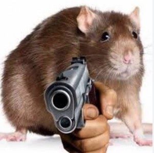 Создать мем: крыса животное, крыса с пистолетом, крыса