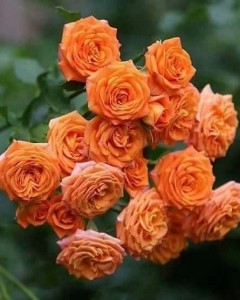 Создать мем: роза миниатюрная оранж бэби, роза оранж джевел, флорибунда