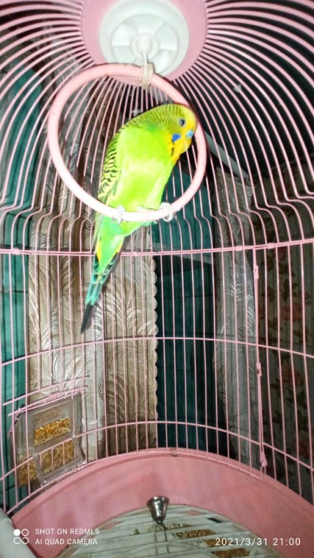 Создать мем: волнистый попугайчик зеленый в клетке, канареечный волнистый попугай, волнистый попугайчик зеленый