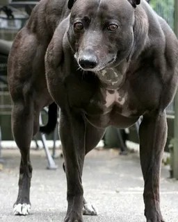 Создать мем: мускулистый пес, мускулистая собака венди, мускулистая собака