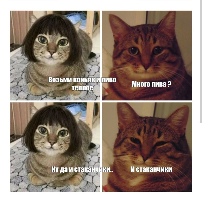 Create meme: cat meme, memes cat, meme cat 