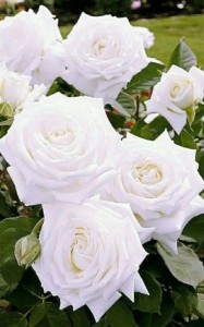 Create meme: white rose garden, hybrid tea roses white ice, rose floribunda alabaster
