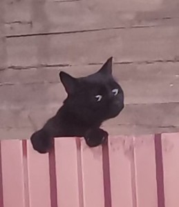 Create meme: kitty, black cat, black kitten