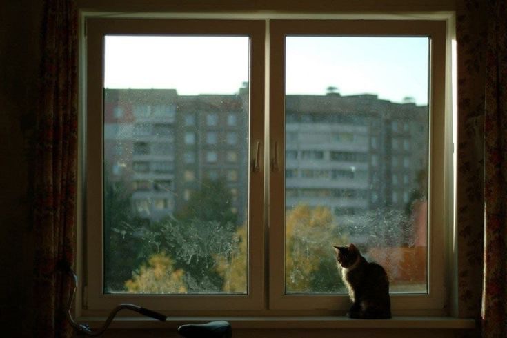 Создать мем: большие окна, обычный вид из окна, кошка на окне