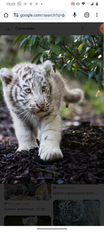 Создать мем: белые животные, white tiger, детеныши животных