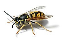 Create meme: wasp bee and bumblebee, hornet wasp bee bumblebee, hornet bee