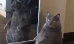 Создать мем: жирный кот смотрит в зеркало, толстый кот, серый толстый кот