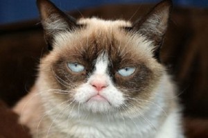 Create meme: sad cat grumpy cat, grumpy, unhappy cat